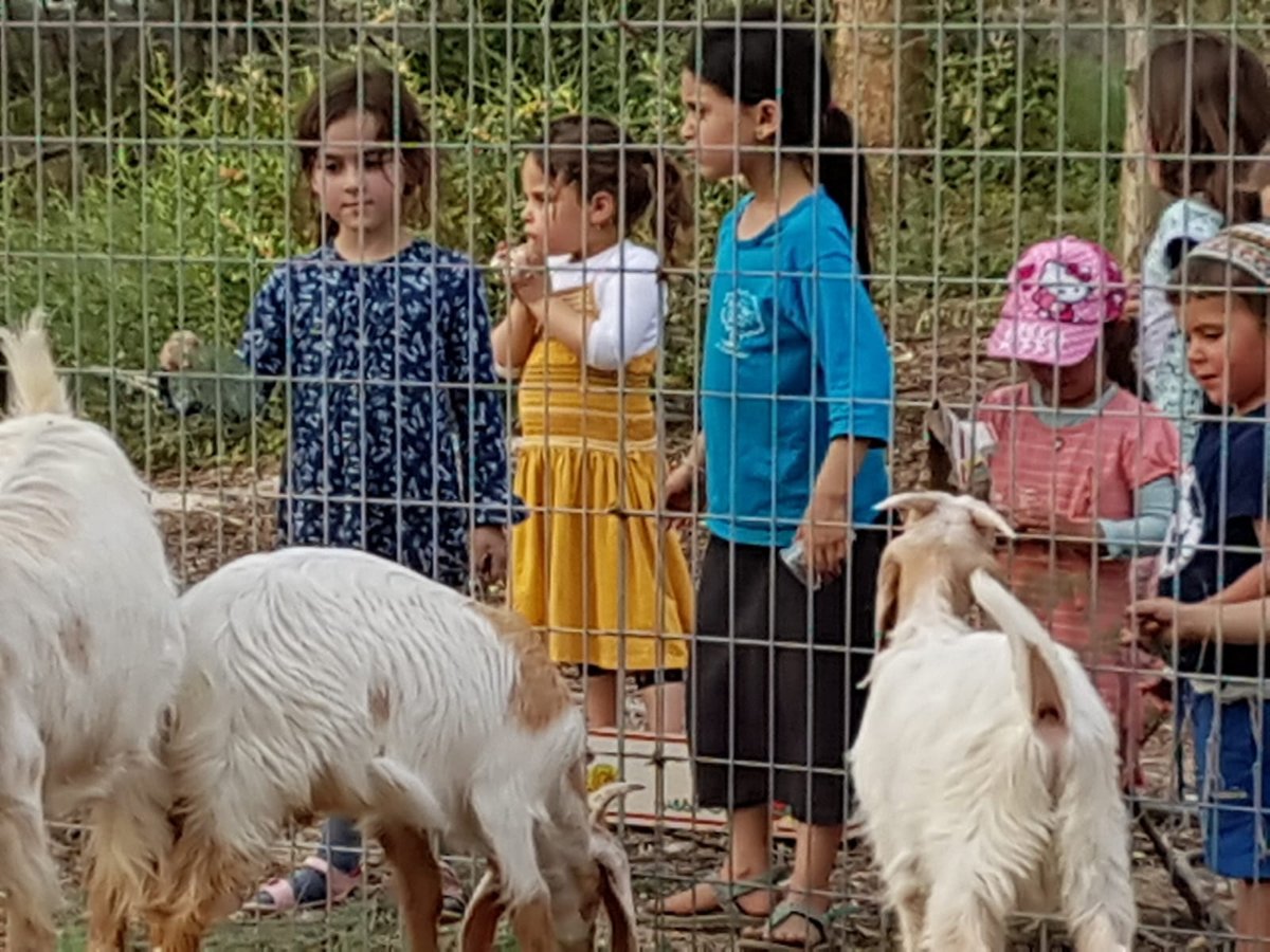 מעמד נתינת בכורי בהמה טהורה לכהן. צפו