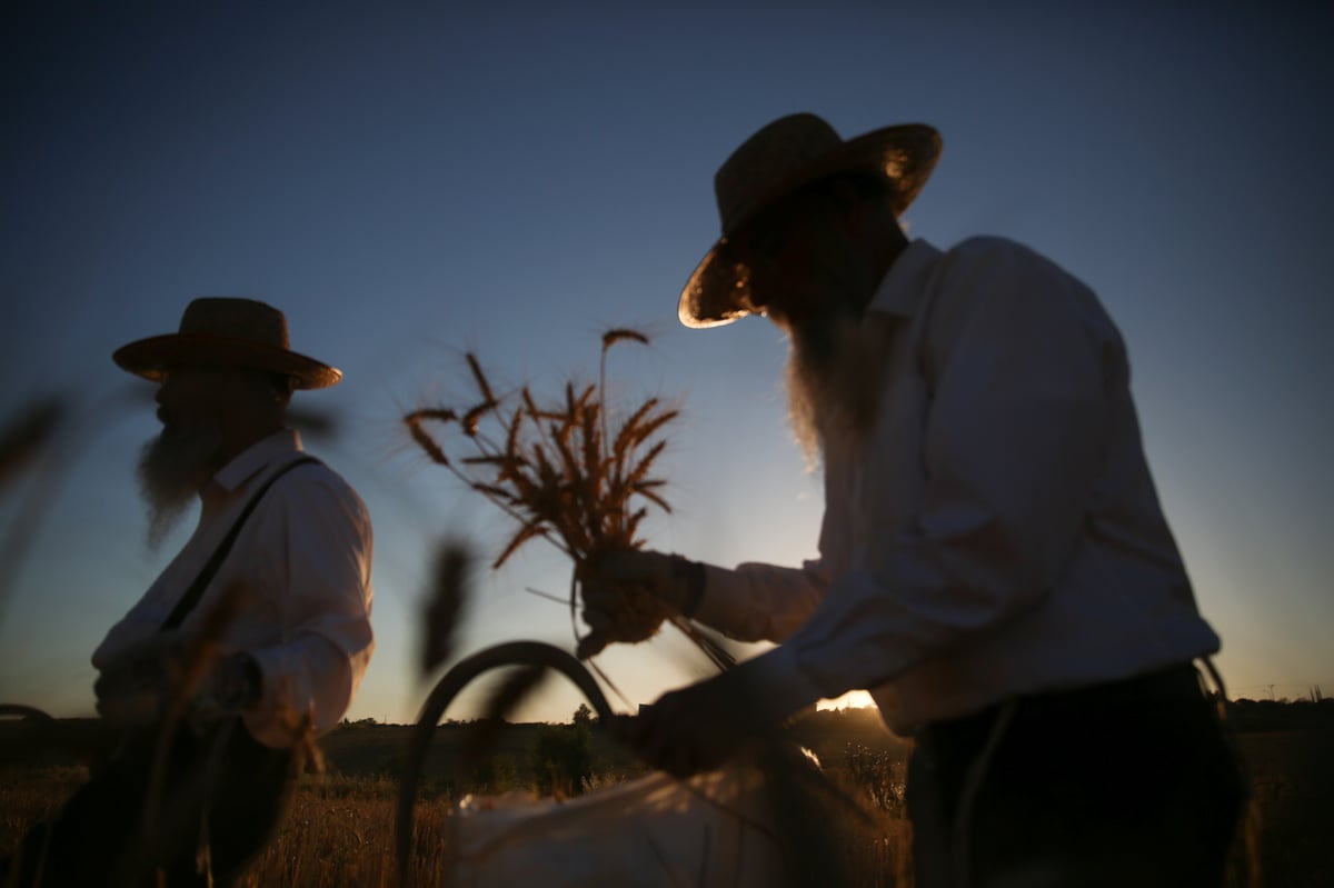 כך קצרו את החיטים למצות שמורה • תיעוד