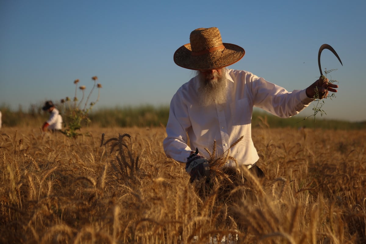 כך קצרו את החיטים למצות שמורה • תיעוד