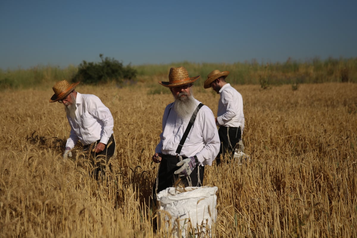 כך קצרו את החיטים למצות שמורה • תיעוד