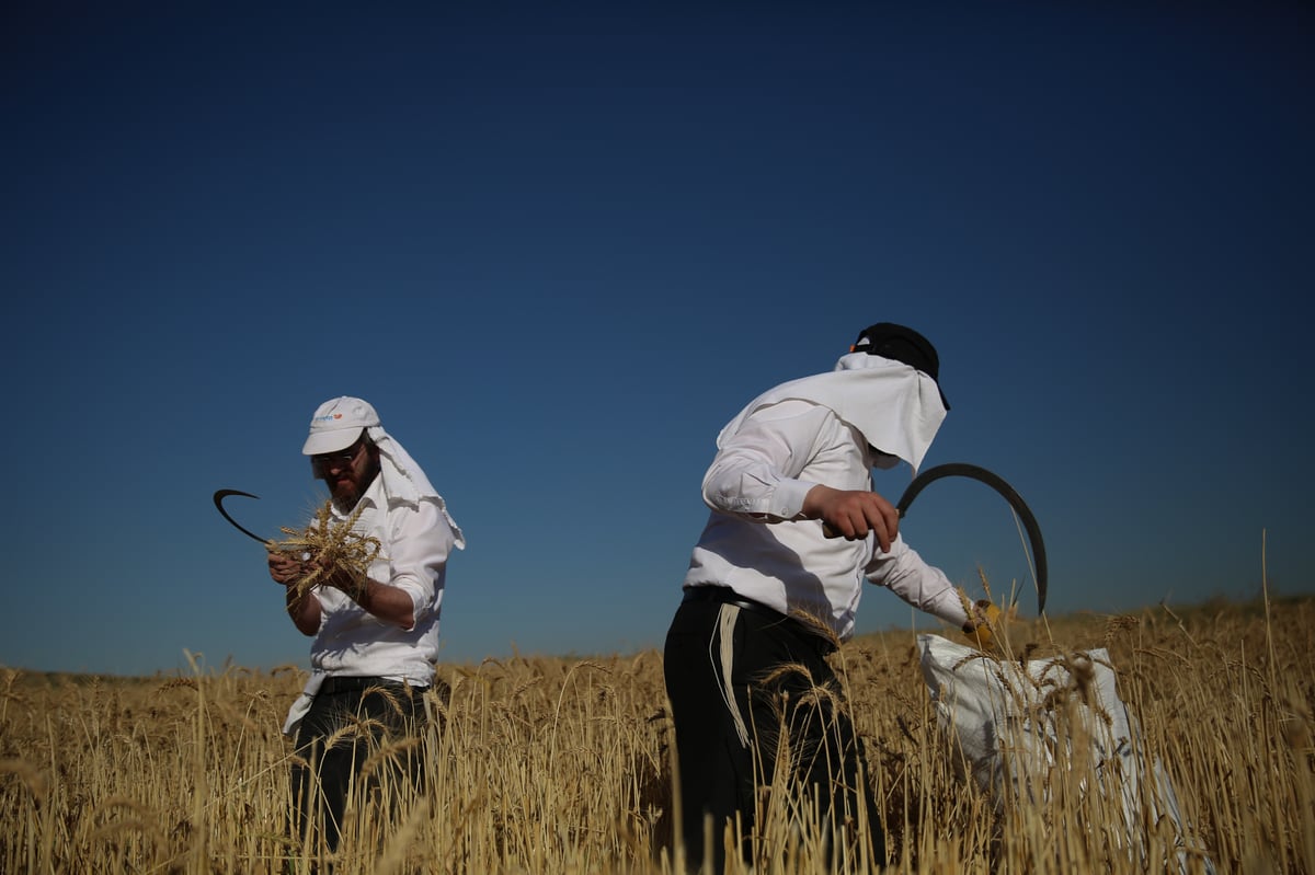 כך קצרו את החיטים למצות שמורה • תיעוד