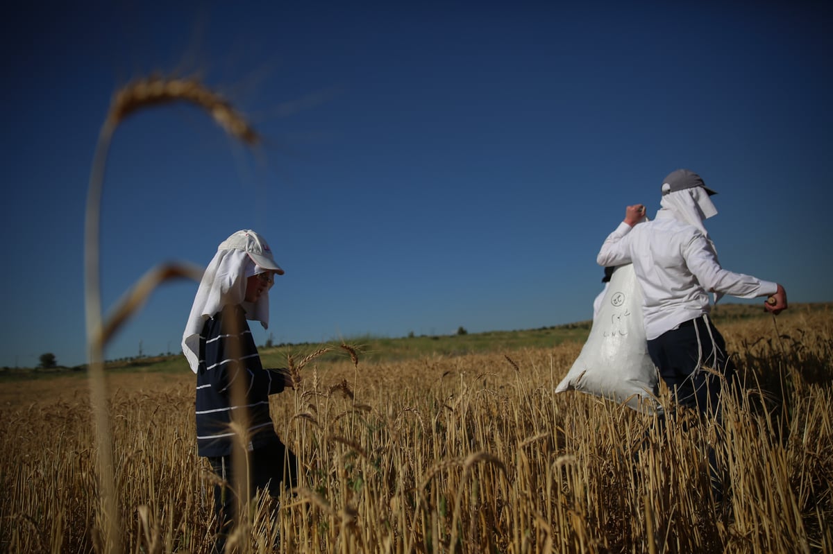 כך קצרו את החיטים למצות שמורה • תיעוד