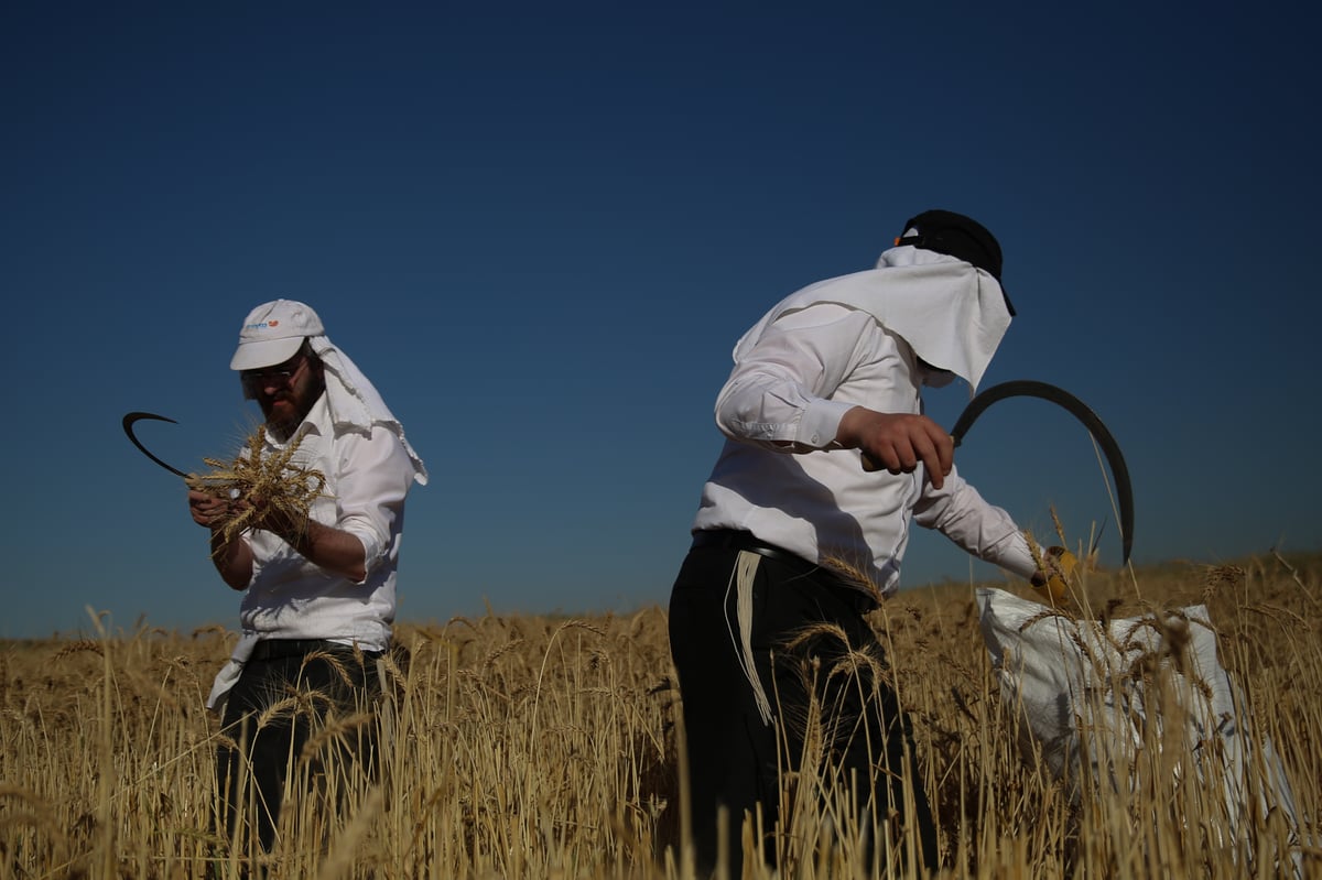 כך קצרו את החיטים למצות שמורה • תיעוד