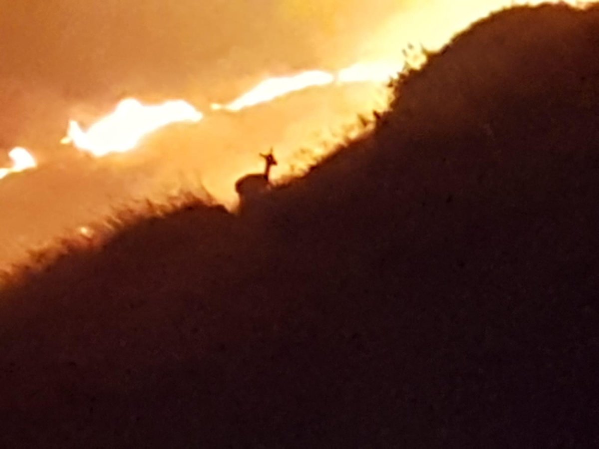 מעורר רחמים: צביה מנסה להימלט מהלהבות