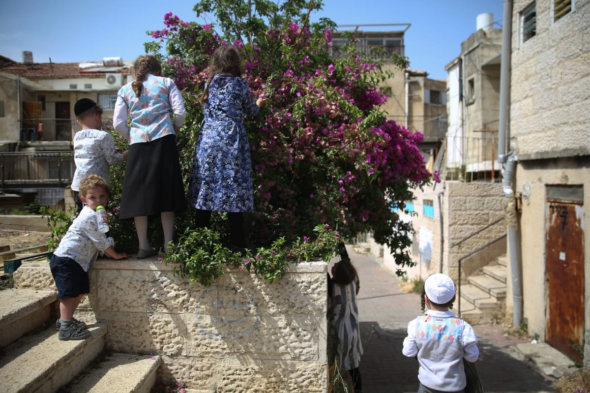 הילדים קוטפים את הפרחים לכבוד שבועות