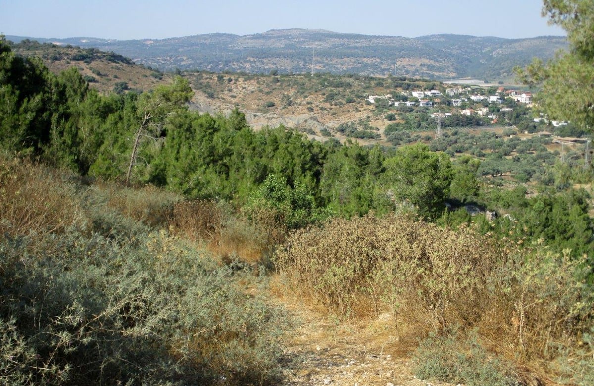 סיור ליערות הכרמל דרך עדשת המצלמה