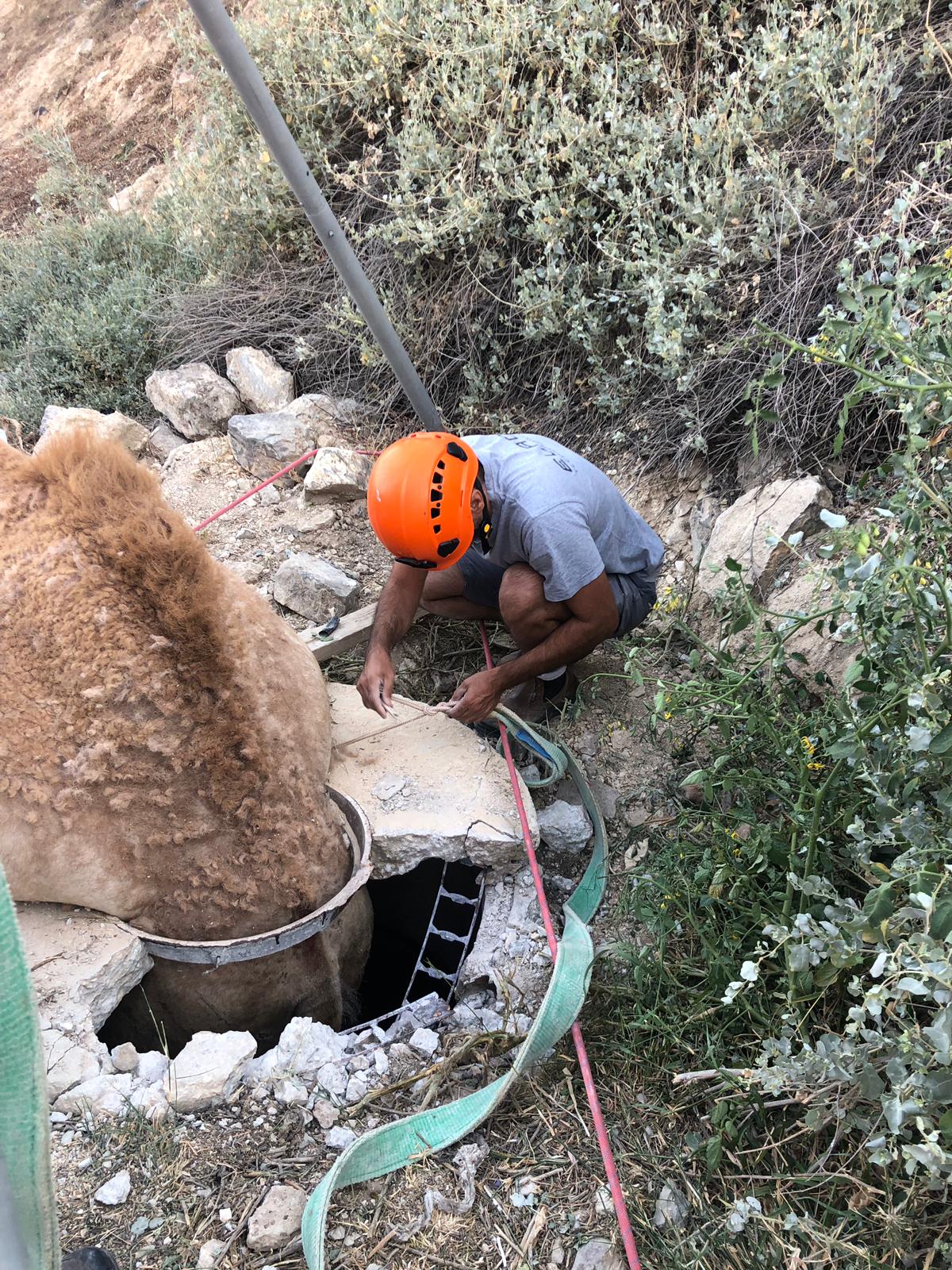 תיעוד: הגמל נפל לבור הביוב - וחולץ בשלום