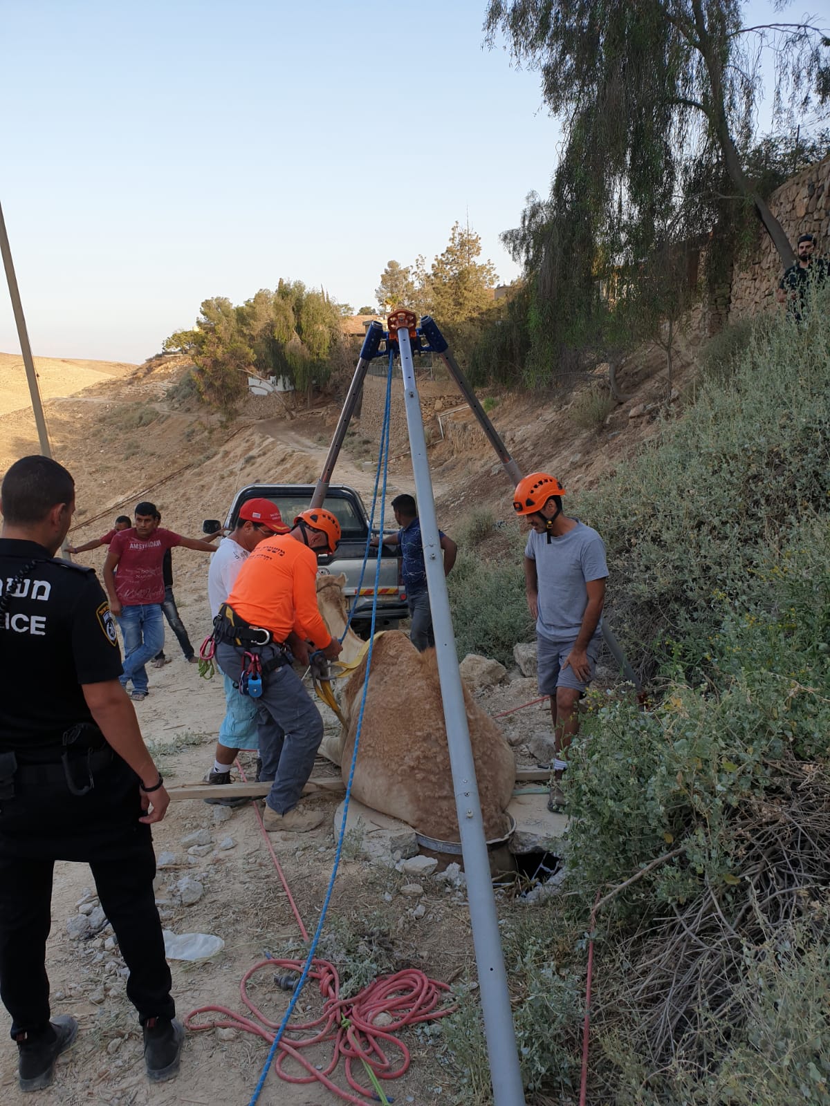 תיעוד: הגמל נפל לבור הביוב - וחולץ בשלום