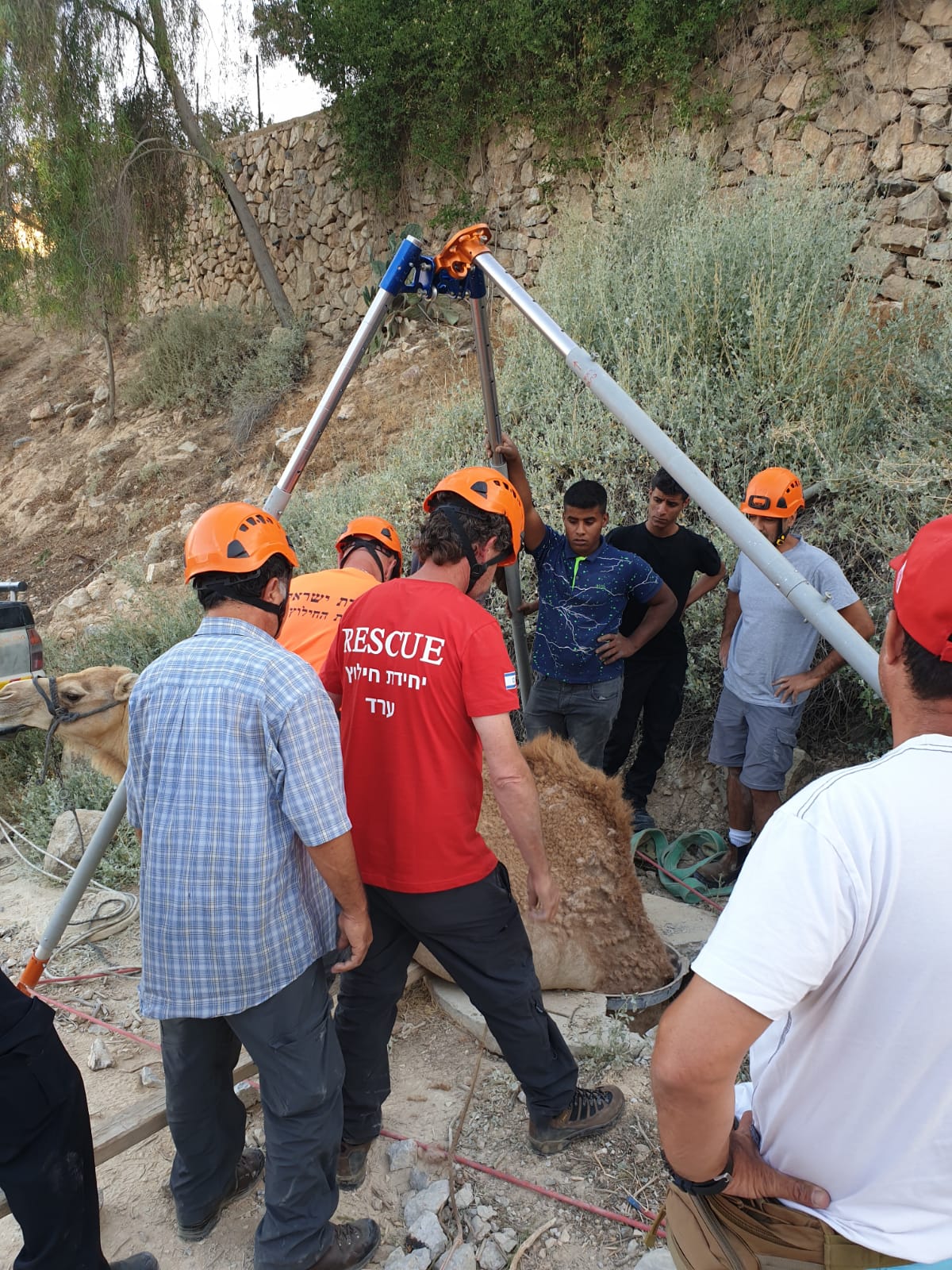 תיעוד: הגמל נפל לבור הביוב - וחולץ בשלום