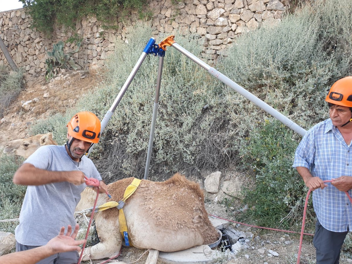 תיעוד: הגמל נפל לבור הביוב - וחולץ בשלום