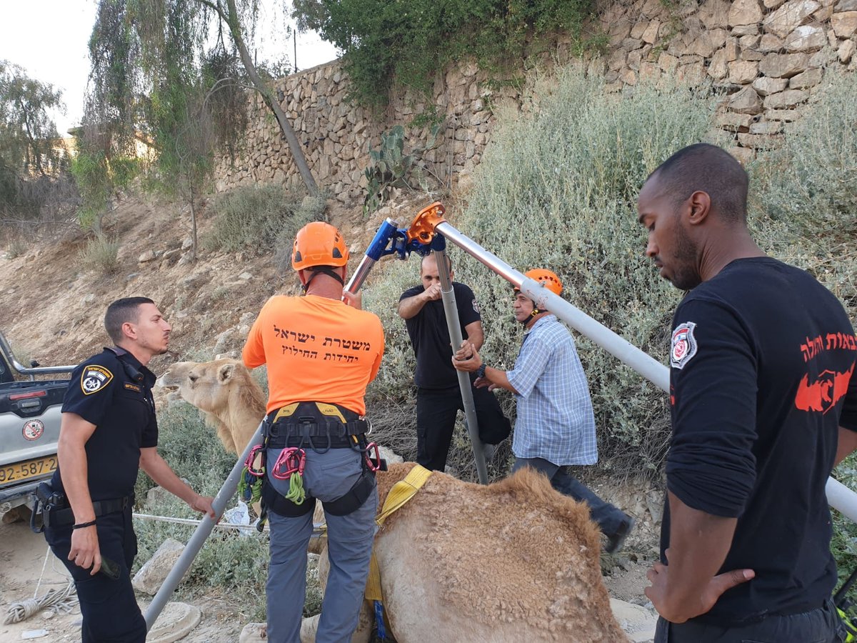 תיעוד: הגמל נפל לבור הביוב - וחולץ בשלום