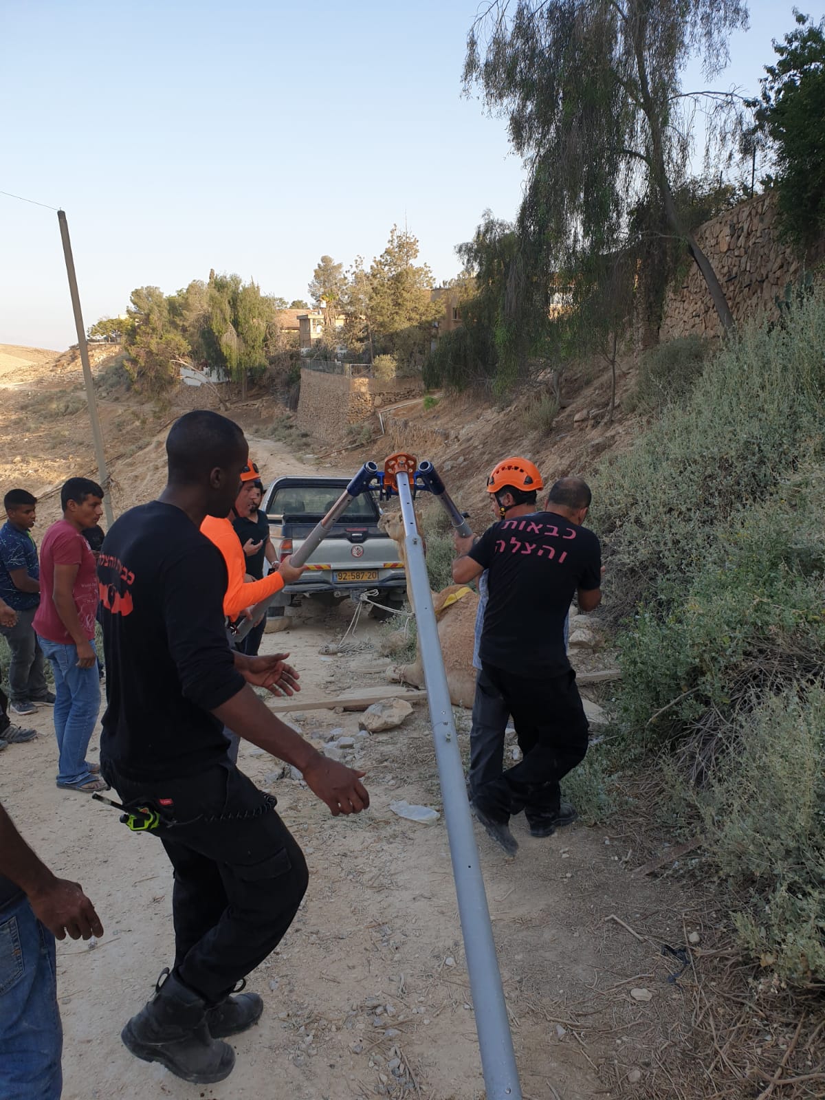 תיעוד: הגמל נפל לבור הביוב - וחולץ בשלום