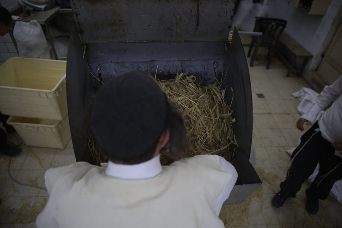 מתכוננים לפסח: החיטה למצות נדושה • צפו