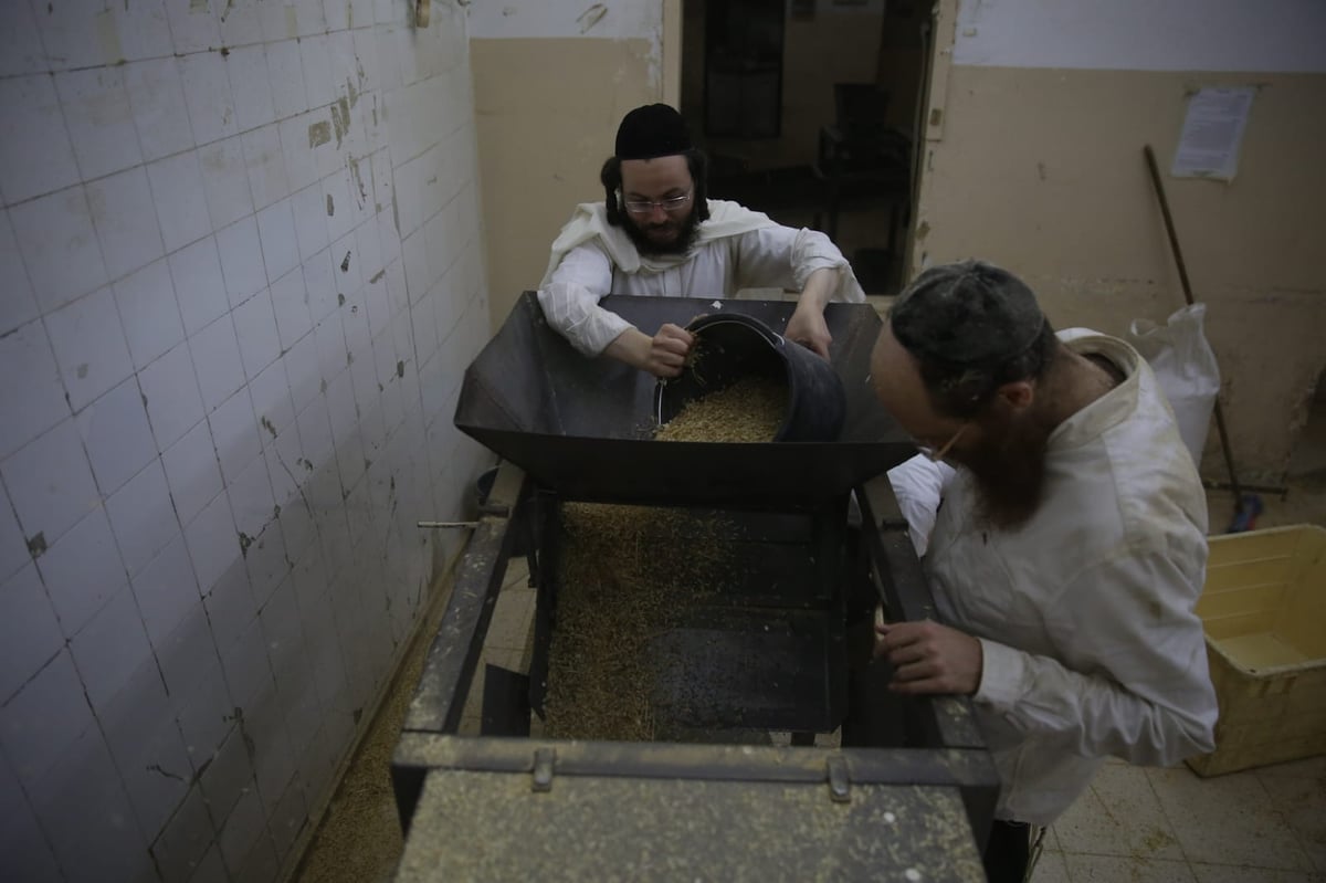 מתכוננים לפסח: החיטה למצות נדושה • צפו