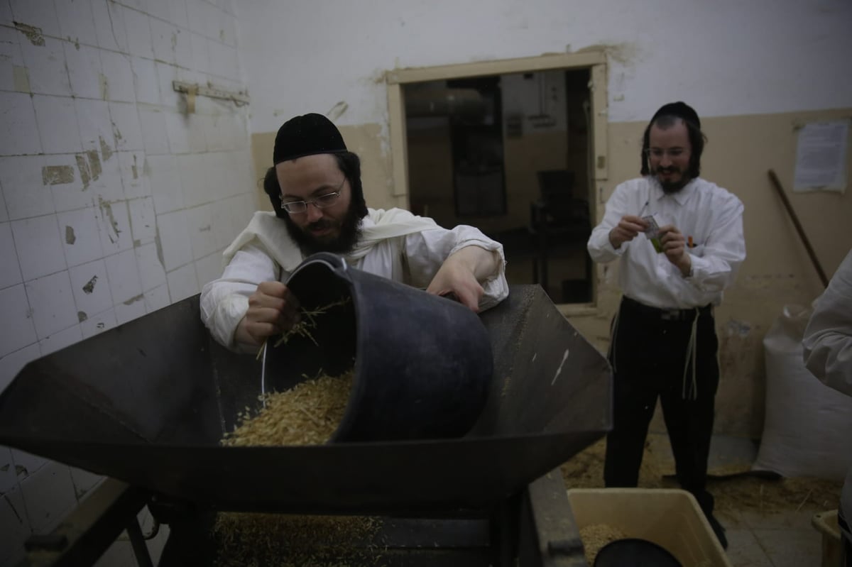 מתכוננים לפסח: החיטה למצות נדושה • צפו