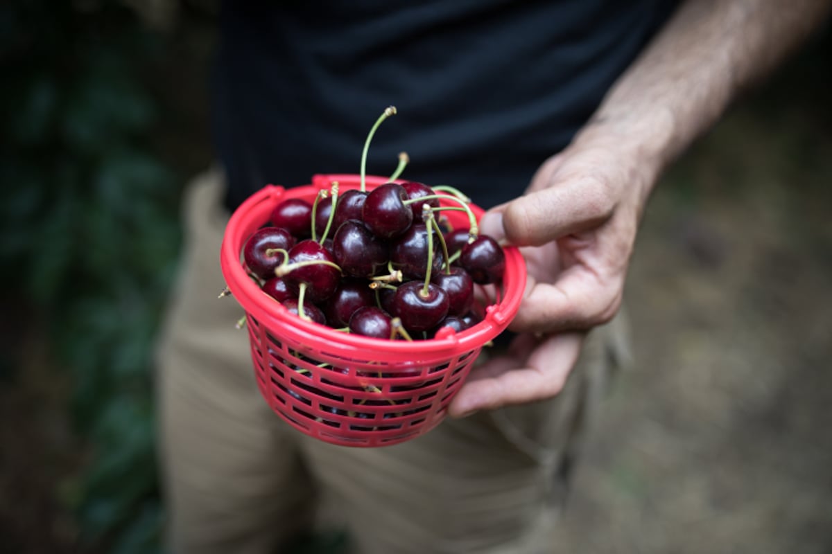 תיעוד: כך נראה קטיף הדובדבנים ברמת הגולן