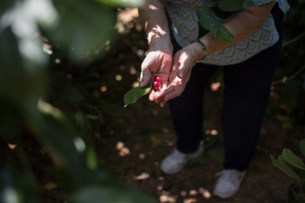 תיעוד: כך נראה קטיף הדובדבנים ברמת הגולן