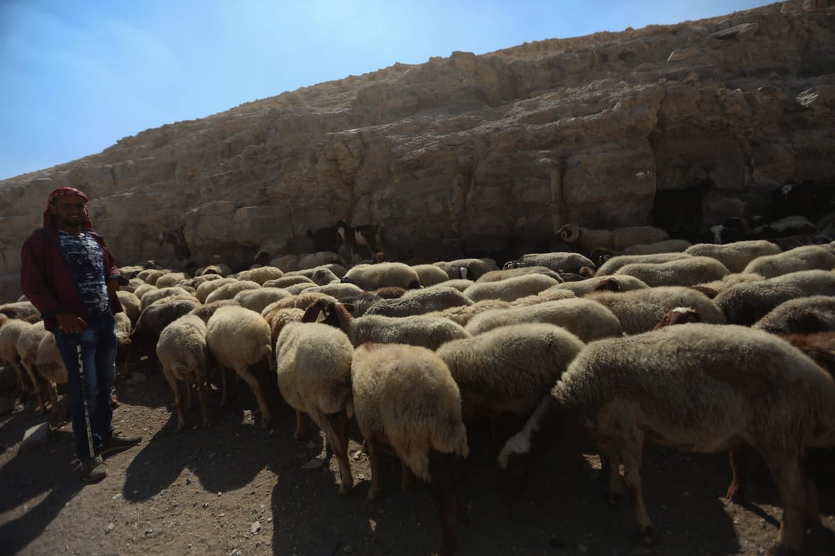 תיעוד: החיים השלווים של הבדואים במדבר יהודה