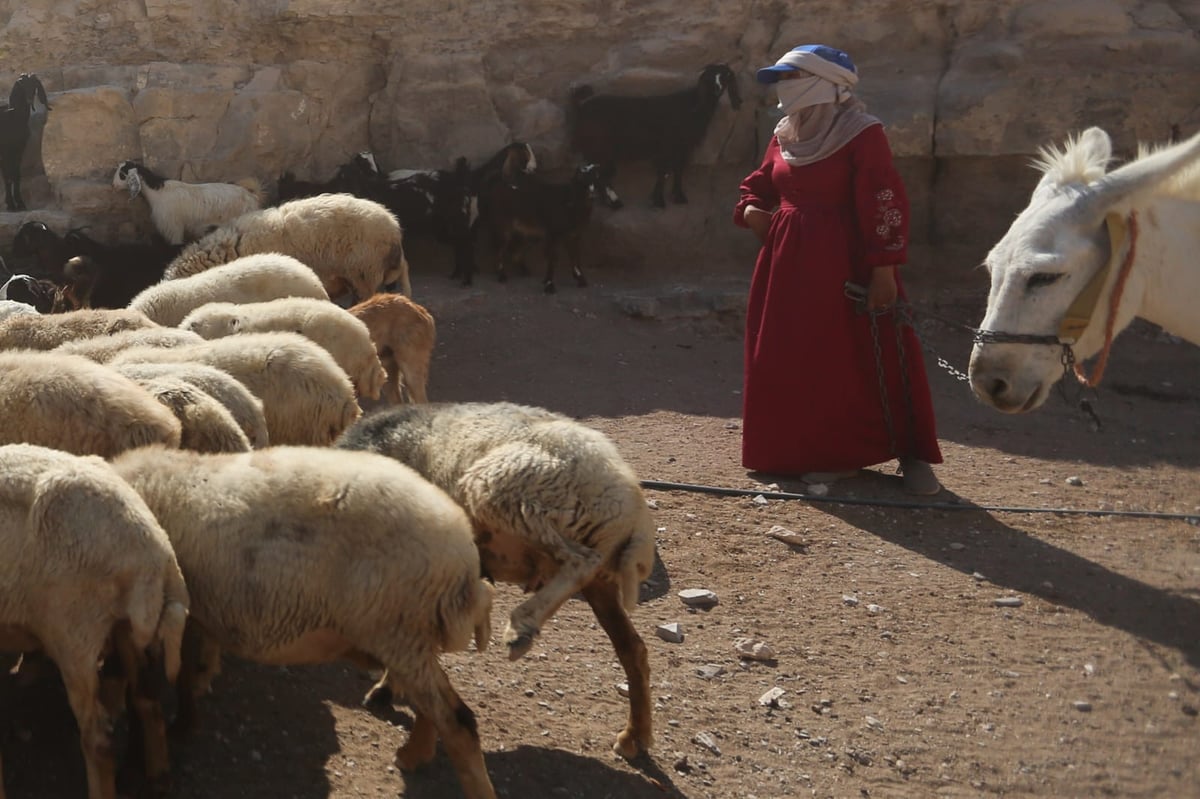 תיעוד: החיים השלווים של הבדואים במדבר יהודה