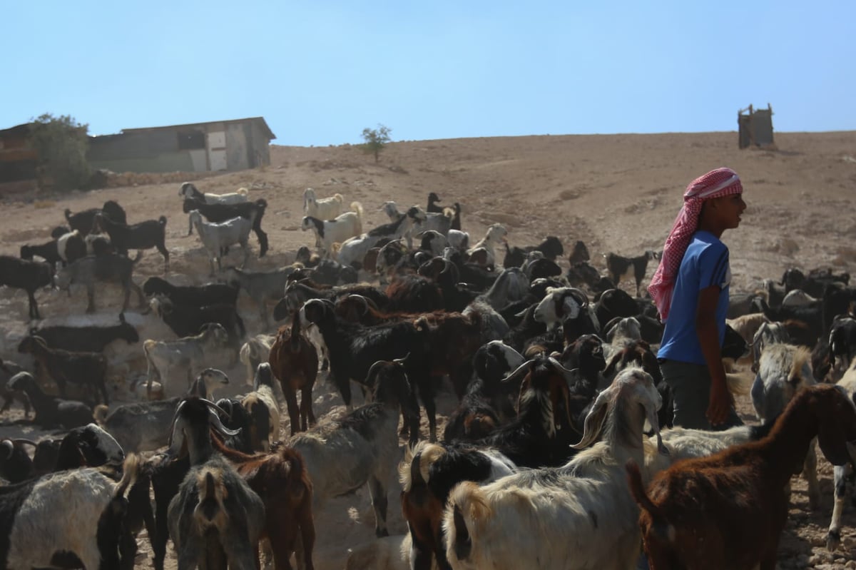 תיעוד: החיים השלווים של הבדואים במדבר יהודה