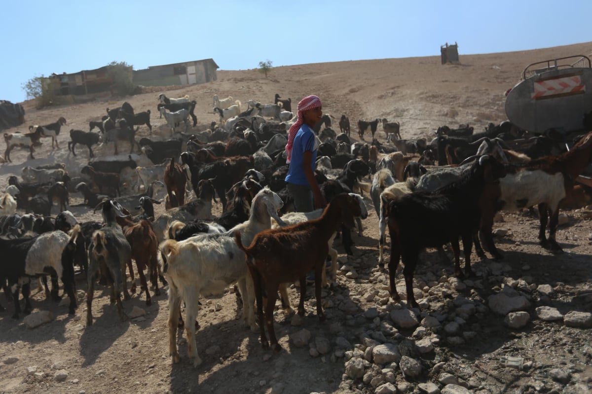 תיעוד: החיים השלווים של הבדואים במדבר יהודה