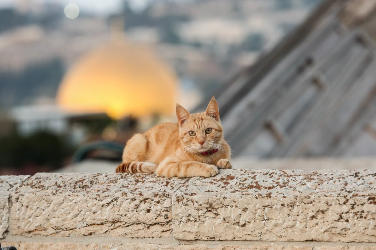 תיעוד מיוחד לתשעה באב: עיר הקודש ירושלים