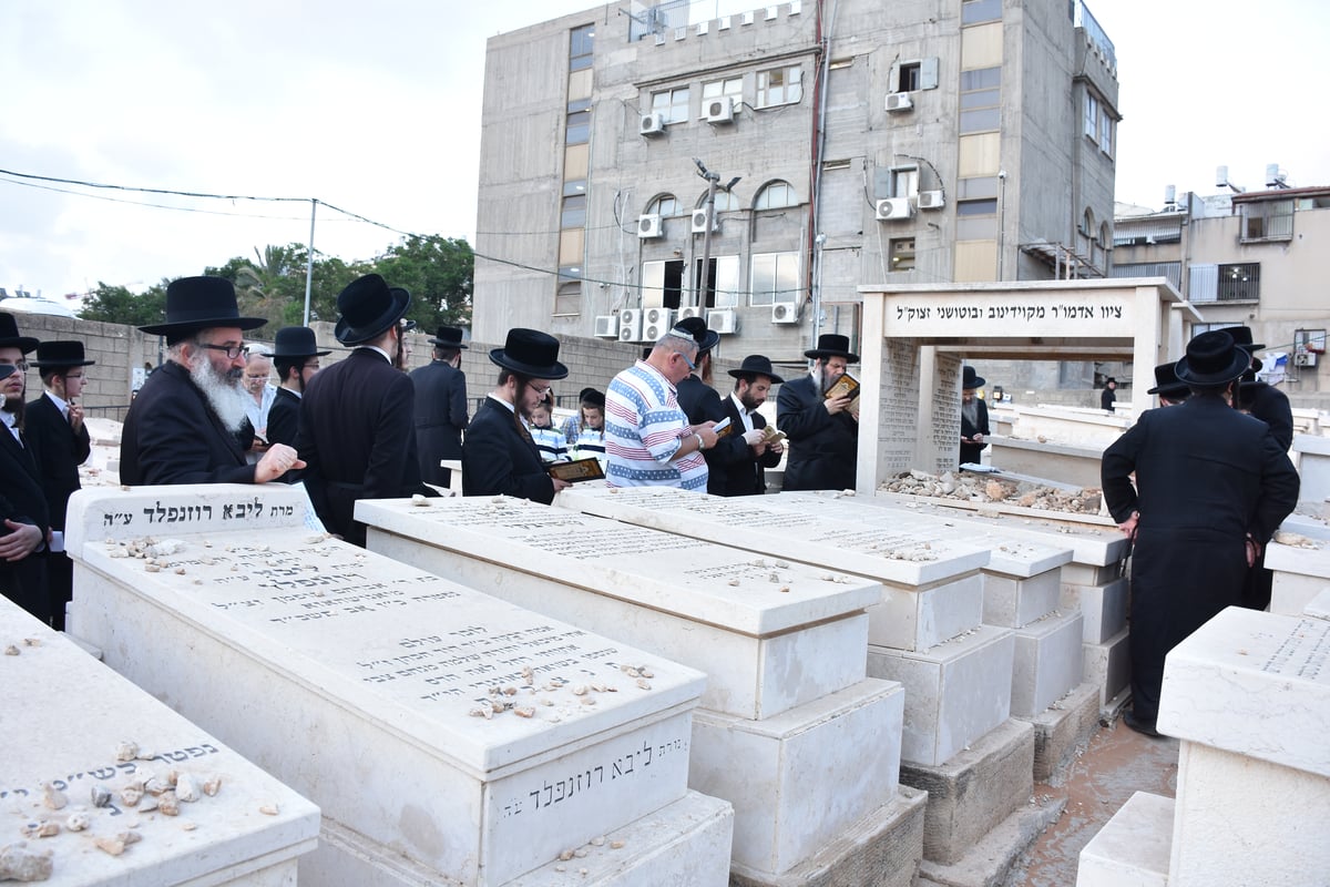 האדמו"ר מקוידינוב בהילולת זקינו • גלריה