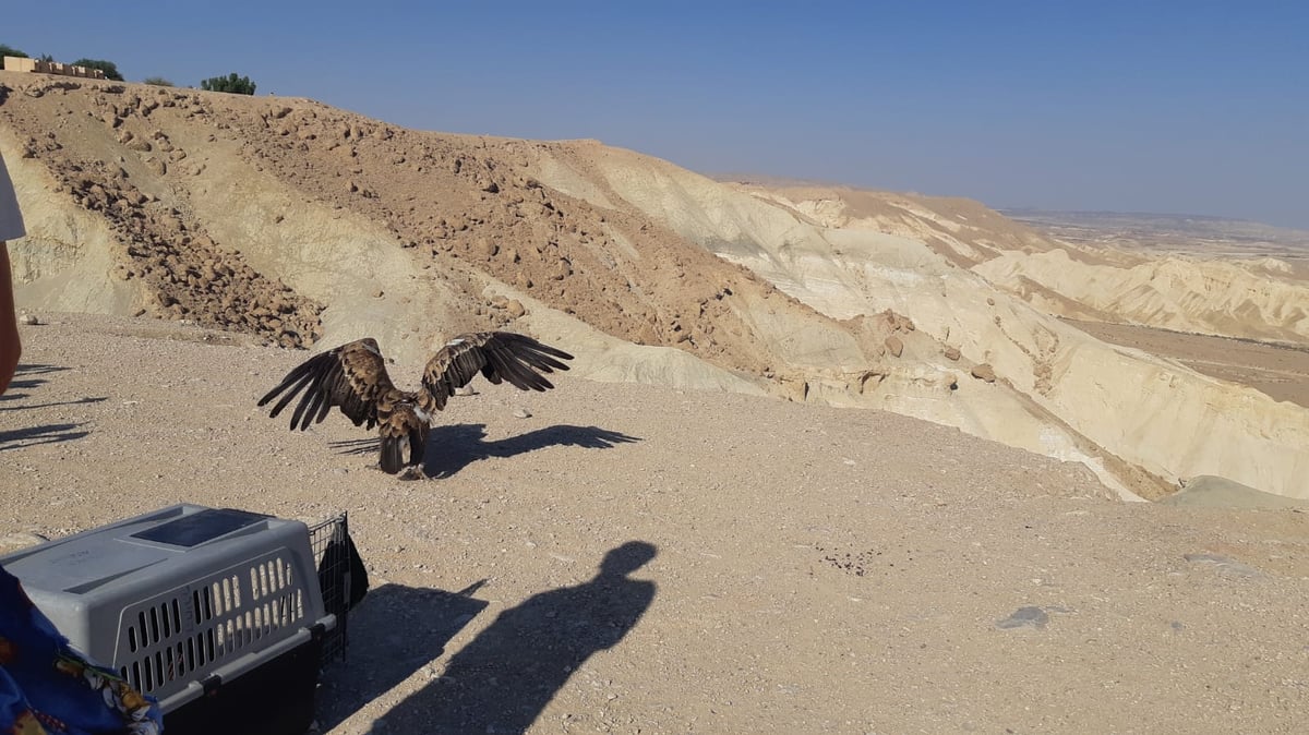 הנשר שהורעל הוחזר אל הטבע. צפו בתיעוד