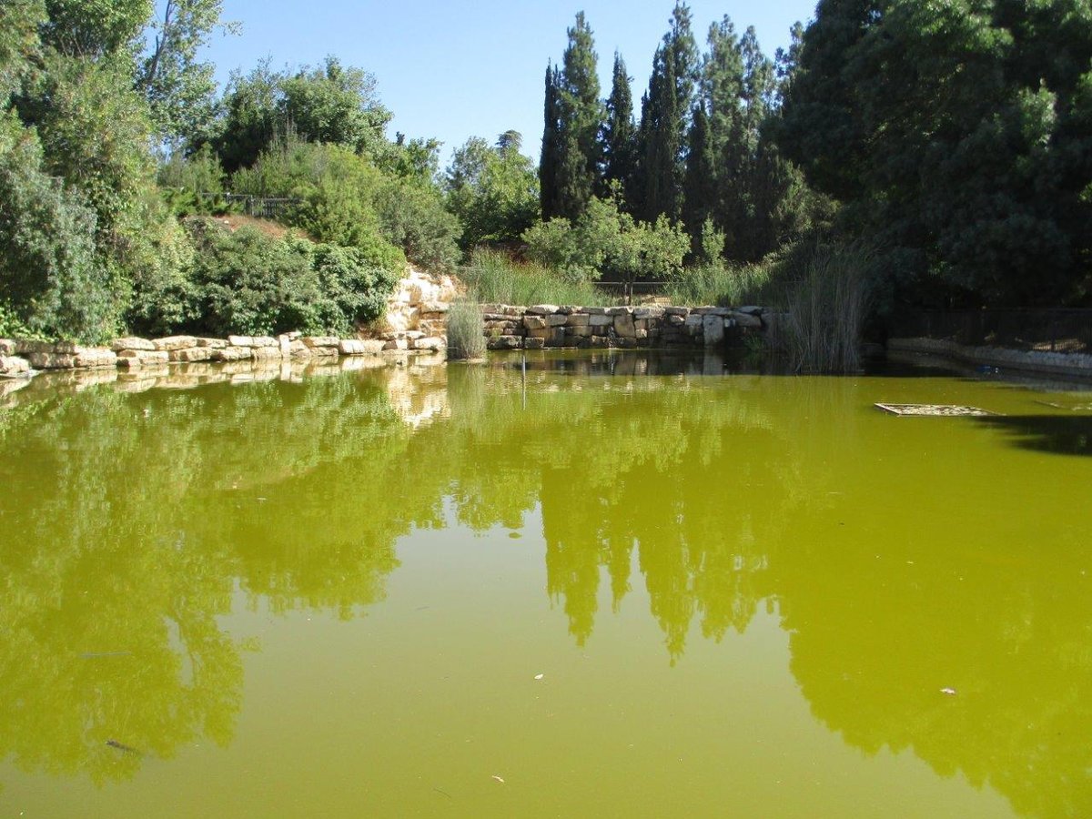 טיול דרך עדשת המצלמה לטבע הירושלמי