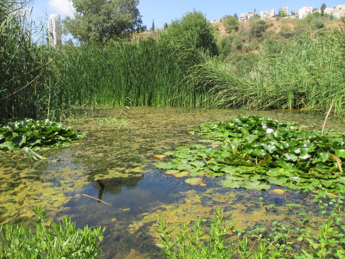 טיול דרך עדשת המצלמה לטבע הירושלמי