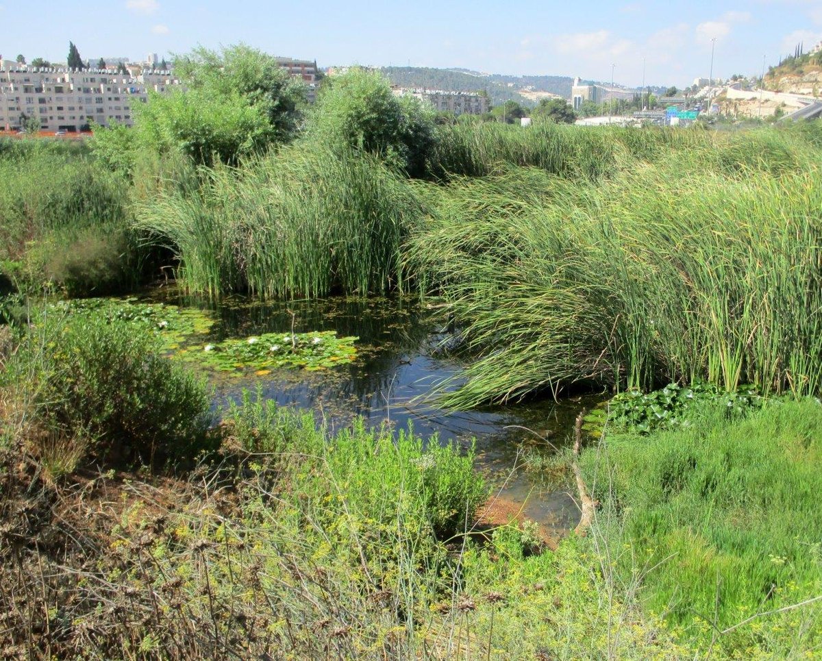 טיול דרך עדשת המצלמה לטבע הירושלמי