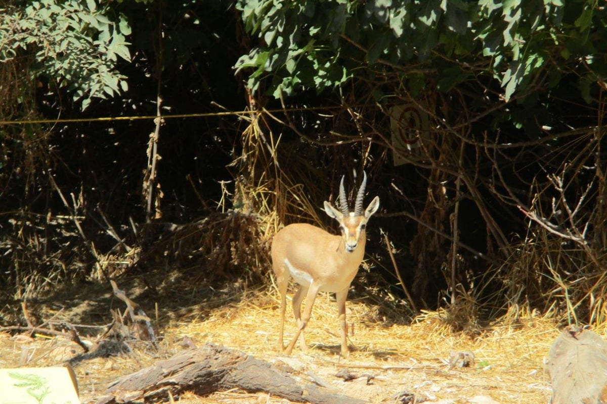 טיול דרך עדשת המצלמה לטבע הירושלמי