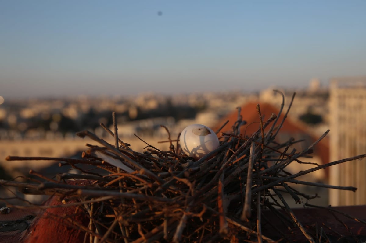 צפו: מבט מלמעלה על השכונות בירושלים