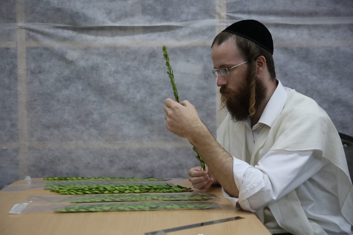 בלי בלעטל: בירושלים נערכים לחג הסוכות