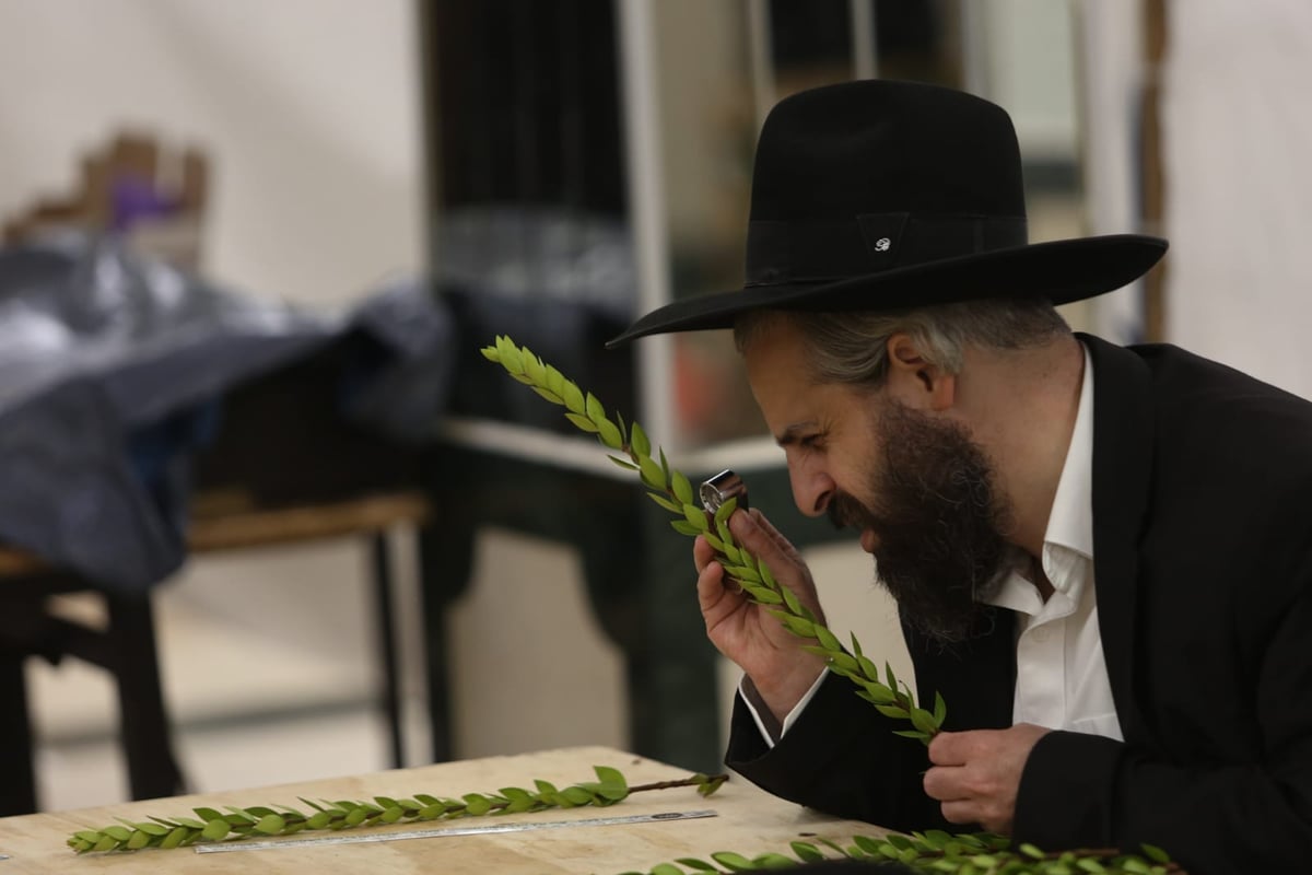 בלי בלעטל: בירושלים נערכים לחג הסוכות