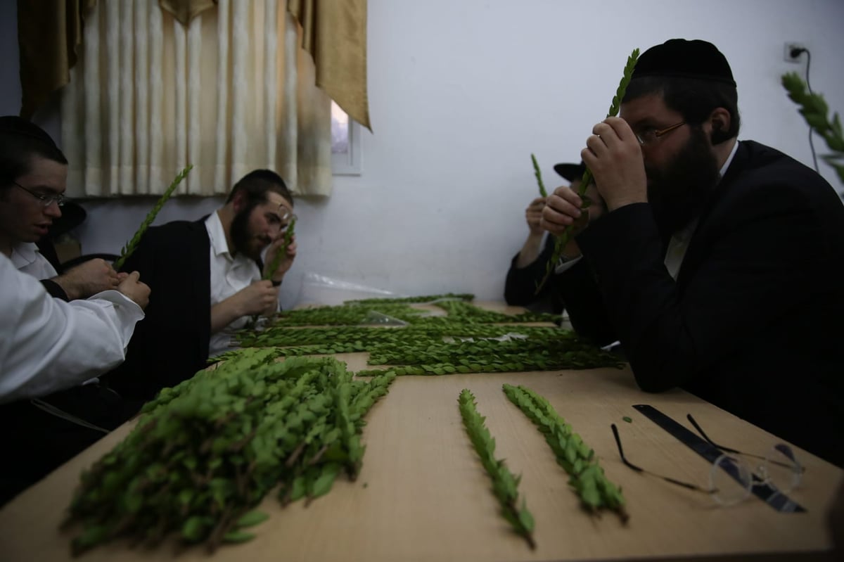 בלי בלעטל: בירושלים נערכים לחג הסוכות