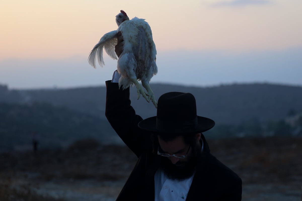 כפרות בשקיעה: גלריה מרהיבה מבית שמש