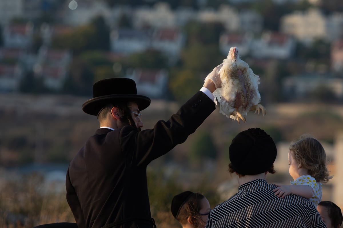 כפרות בשקיעה: גלריה מרהיבה מבית שמש