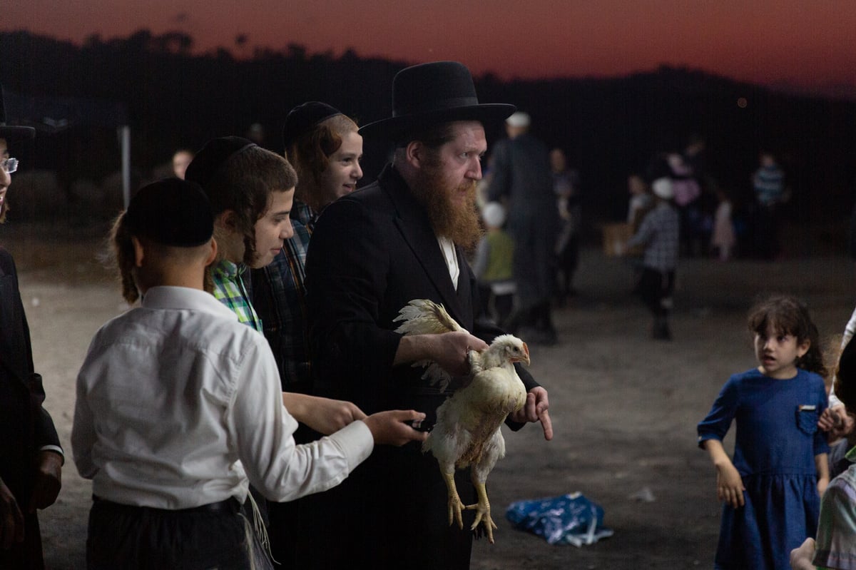 כפרות בשקיעה: גלריה מרהיבה מבית שמש