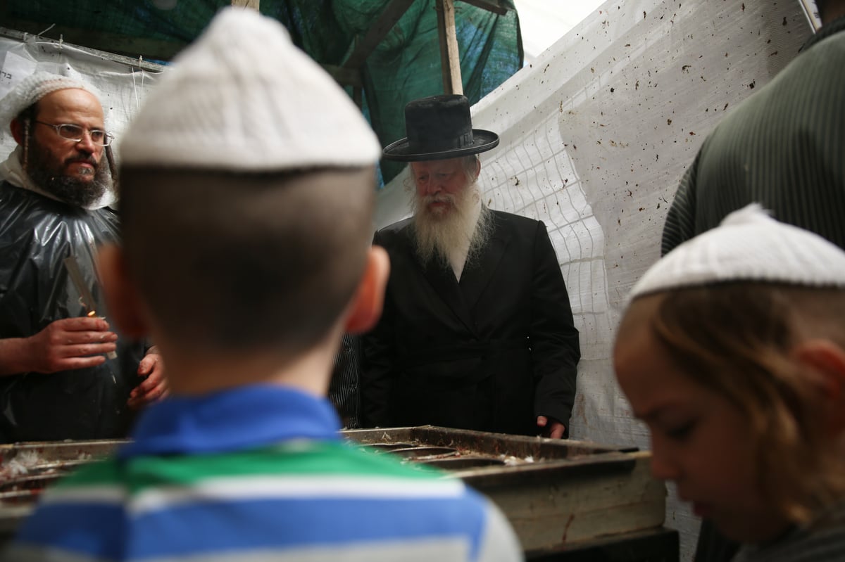 שחיטת תרנגולי ה'כפרות': כך הסכינים נבדקות