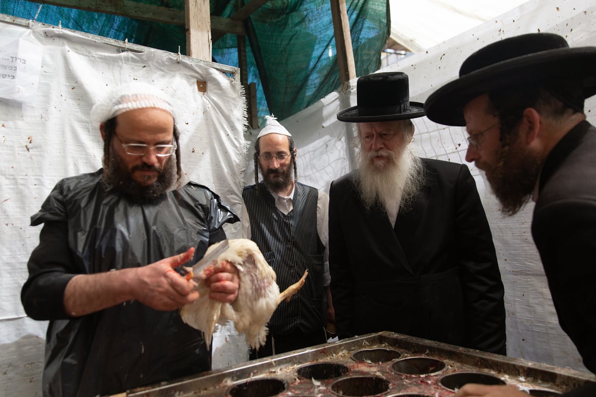 שחיטת תרנגולי ה'כפרות': כך הסכינים נבדקות