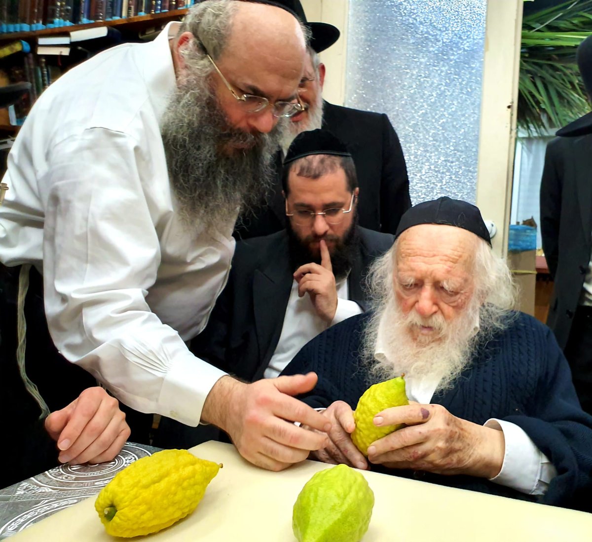 כך מרן שר התורה בוחר את ארבעת המינים • צפו