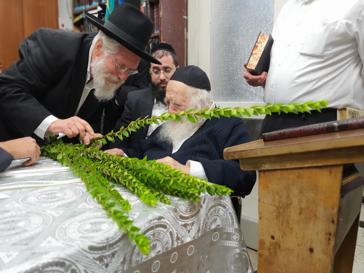 כך מרן שר התורה בוחר את ארבעת המינים • צפו