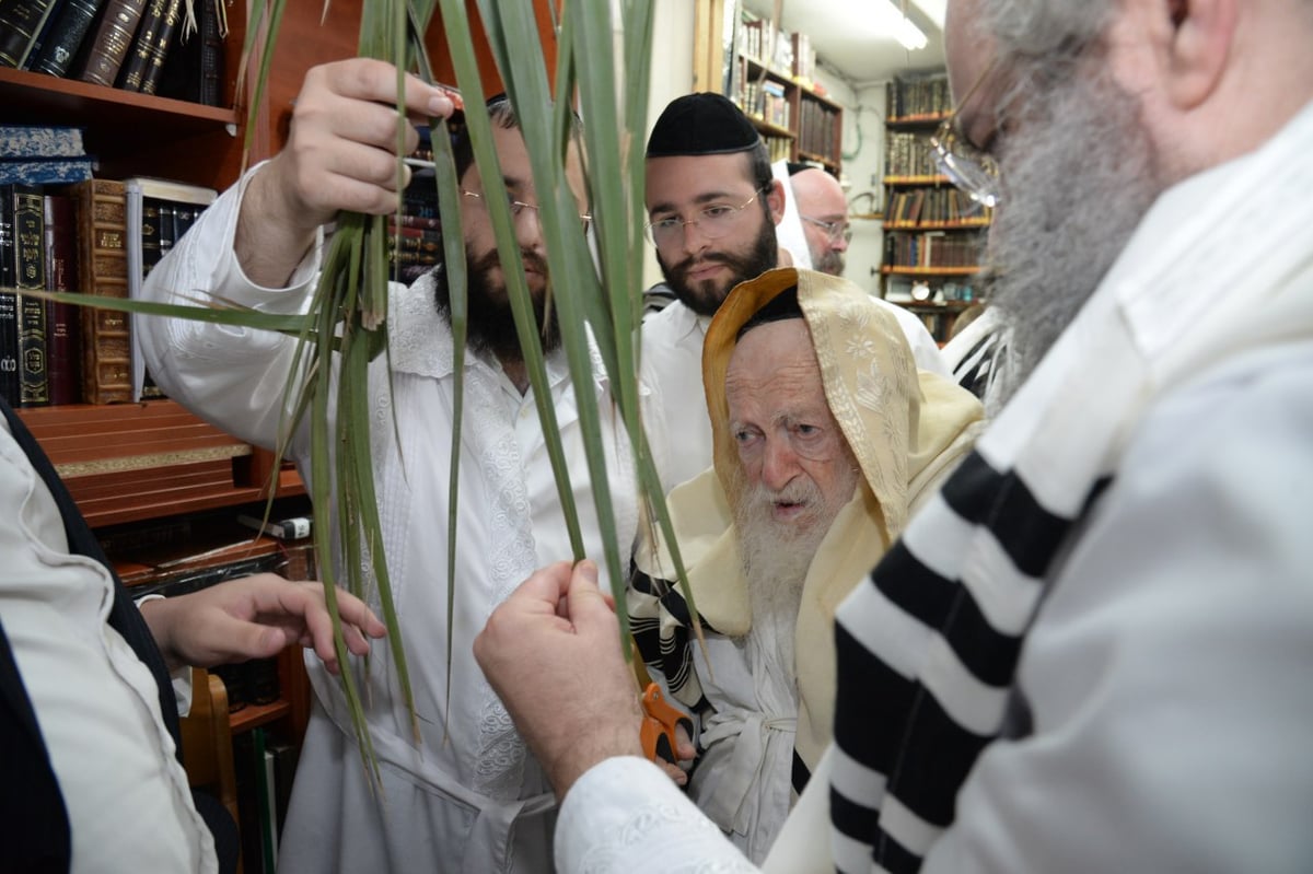 לאחר ההבדלה: מרן שר התורה סייע בבניית הסוכה