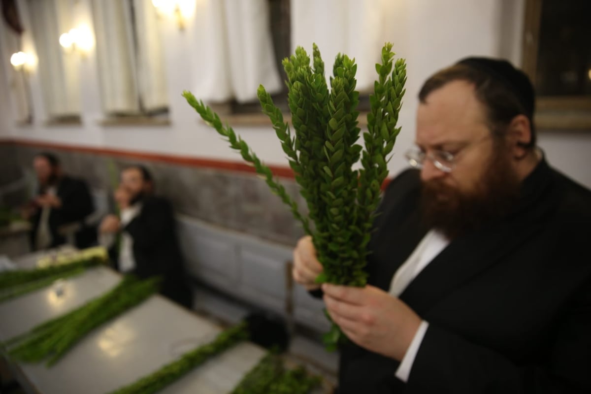 ד' מינים וסוכות: מוצאי כיפור - במאה שערים