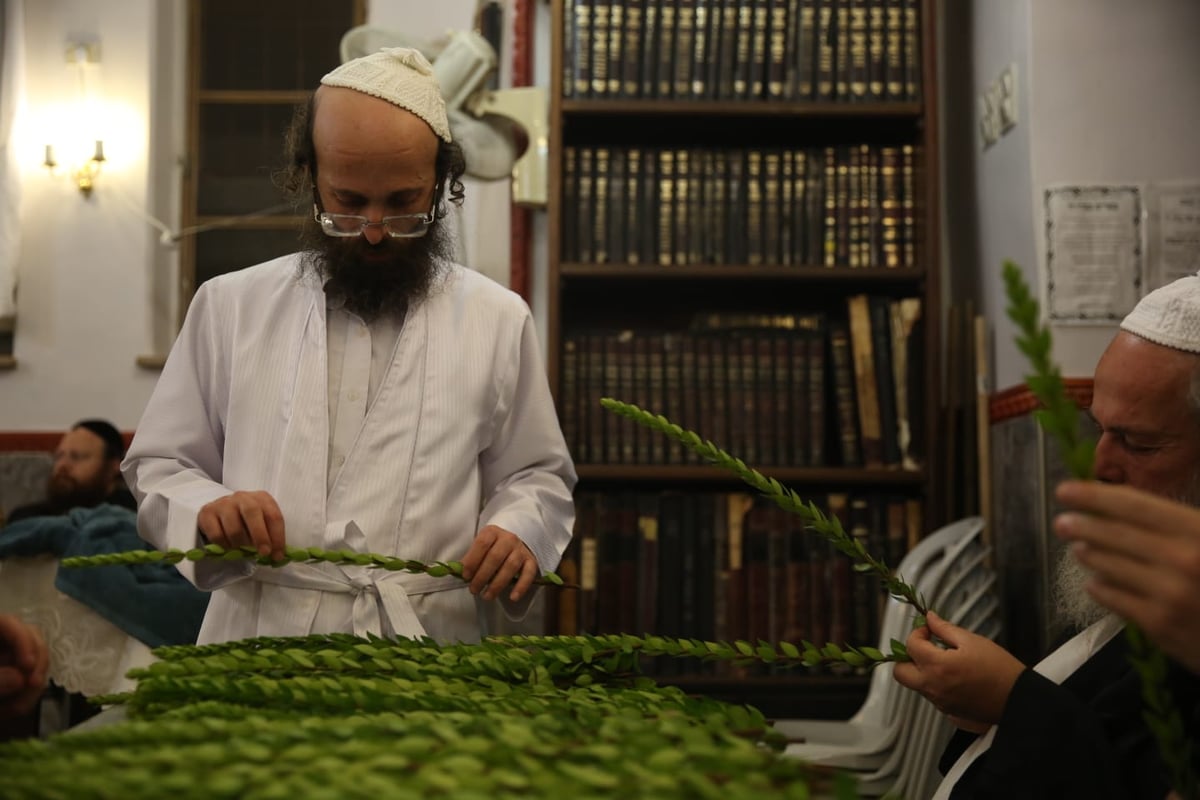 ד' מינים וסוכות: מוצאי כיפור - במאה שערים