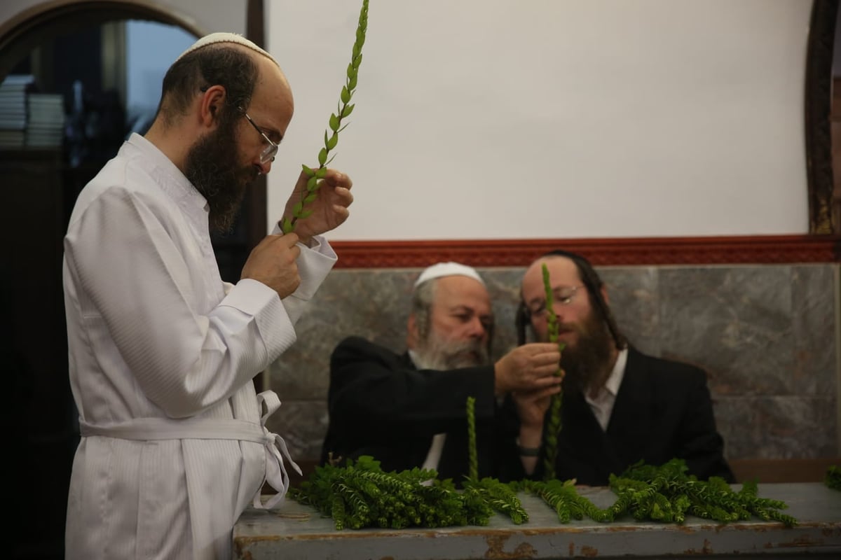 ד' מינים וסוכות: מוצאי כיפור - במאה שערים