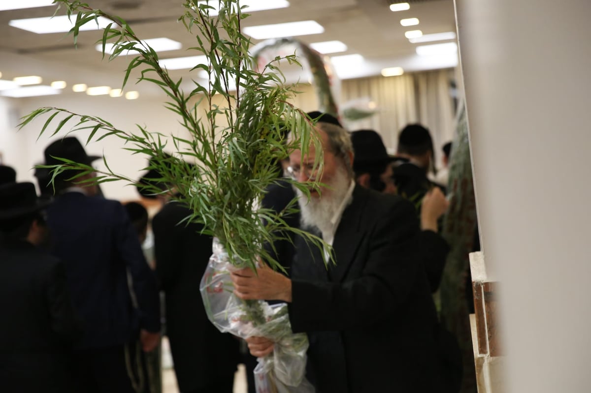 עם קיטל: הירושלמים קנו מורביות להושענות