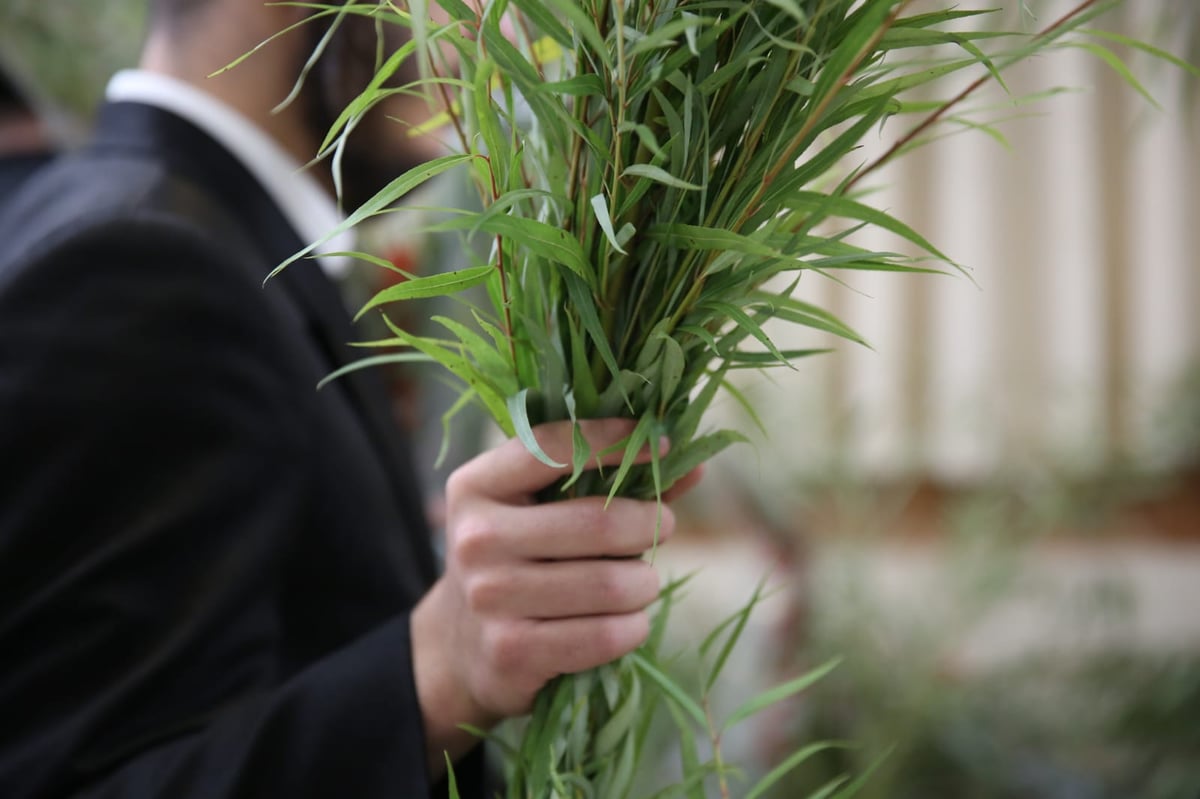 עם קיטל: הירושלמים קנו מורביות להושענות