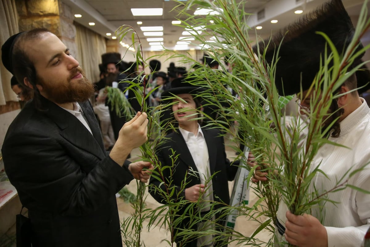 עם קיטל: הירושלמים קנו מורביות להושענות